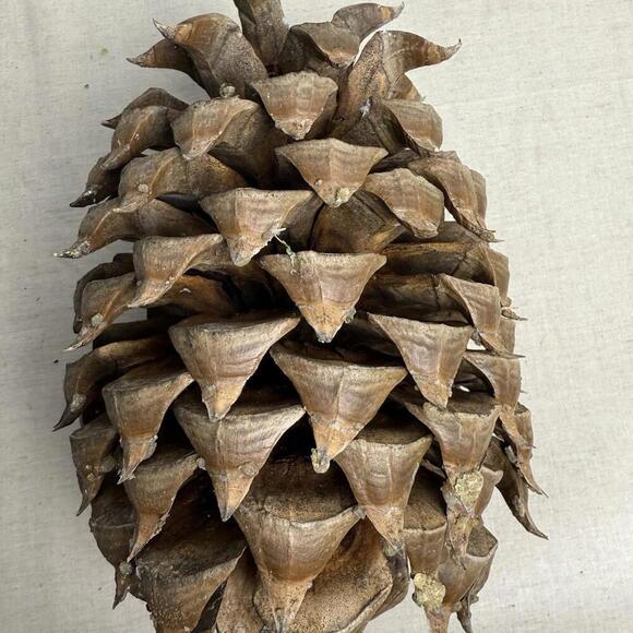 Giant Coulter Pine Cone 7-10 INCHES - Picture 7 of 9